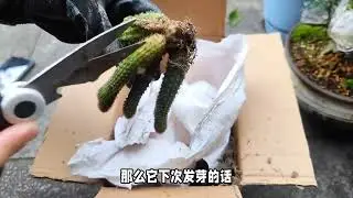 网购多肉我们应该如何处理才是正确的？新手必看 #多肉植物 #种植小技巧 #多肉养护技巧和方法 #用多肉治愈生活