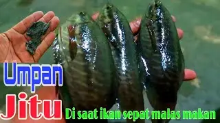 UMPAN JITU MANCING SEPAT SIAM DI SAAT IKAN MALES MAKAN// VLOG#19