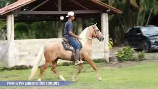 LOTE 38 VIURA DO MURY JER