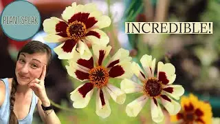COREOPSIS INCREDIBLE! growing/seeding/planting/hybrids/germinating/plant profile/deer resistant