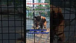 Bear Standoff: Why Did He Turn Back? #BearEncounter #WildlifeShorts #PredatorKingdom #AnimalBehavior