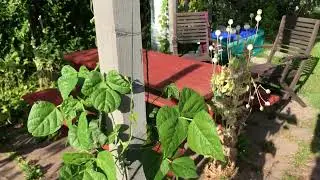 Bean posts in!