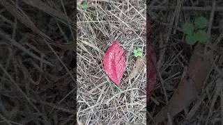 Leaf walk with the pups