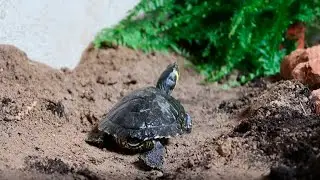 Como hacer un recinto para las tortugas, hábitat plantado 🐢