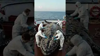 Giving a gentle giant a deep clean 🐋#whale #rescue