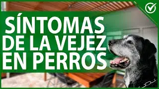 🐕 &iquest;Cu&aacute;les son los S&iacute;ntomas de la Vejez en tu Perro? - Edad Adulta 👴🐕