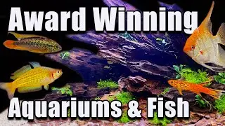 The Awarding Winning Aquariums and Fish of The Keystone Clash