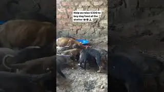 Help us raise $300 to buy dog food at the shelter 😢 🥺🐶💔🙏🙏🙏