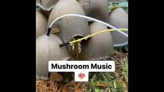 Mushroom music - Terraria meme