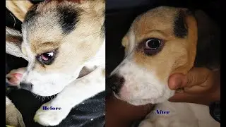 Cherry Eye in Dogs Things to Know|Cherry Eye Beagle Puppy|CESSNA LIFELINE|Cherry Eye Treatment