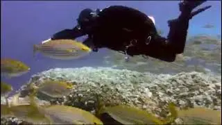 #shorts #fishshort#viralvideo #shorts