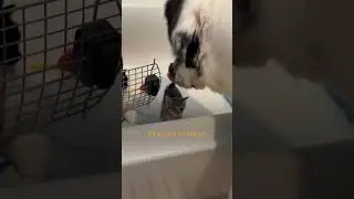 St. Bernard Gets SO EXCITED To Check On Her Kittens | The Dodo