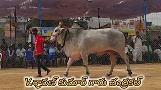 రెంటచింతల సబ్ జూనియర్స్ 7వ V.శ్రావణ్ కుమార్ గారు చంద్రకల్ గ్రామం నాగర్ కర్నూల్  తెలంగాణ రాష్ట్రం