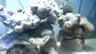 Rocks from sump moved to PVC Drain cum Refugium.flv