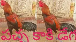 పచ్చ కాకి డేగ #9502090981 #short video #viralvideo #trending video 