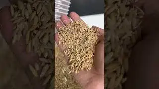 The whole process of the rice husking and grinding machine, from paddy rice to polished rice