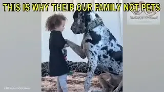 The Happy Pet Channel: Hilarious Pet Videos #294  / #funny #pets / 😹🐶 Funny ANIMALS videos 2025 🤣