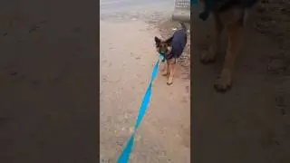 ये सपोर्ट डॉग कैसे लोगों की मदद करता है | Amazing Dog Video❤️ इंसानों का सच्चा #viral​​ #gsds​​