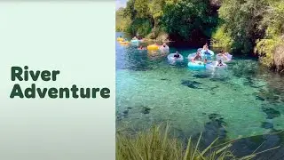 Dolphin Playing with Swimmers at Buccaneer Bay (2023)