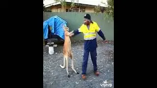 Кенгуру против строителя (Kangaroo vs builder)