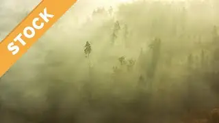 Aerial View Forest, 4K Autumn, Mystical Wafts of Fog, Light Mood, Nebelwald, Mystische Lichtstimmung