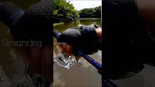 Minnow Fire Tiger + Single Hook get Black Bass #fishing #shorts