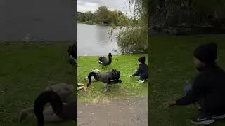 Angry swan attack. Protecting their offspring&rsquo;s at any cost