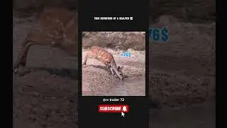Scalper TRADING Secrets REVEALED!📈😂🤑|| #shortfeed #trading #memes