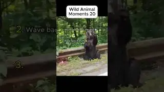 Wild Animals&rsquo; Most Iconic Moments The 20th Video