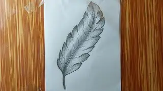 Realistic Feather Pencil Drawing | Easy Shading Step by Step | Asma Pencil Art