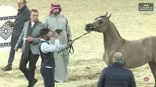 Athal Arabian Horse Show 2026   Class   3A