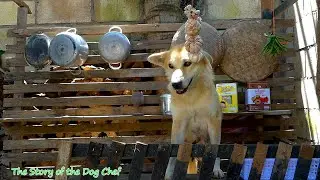 Chef Dog/ The​ First Story of the Dog Chef