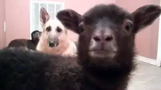 Yeah lamb