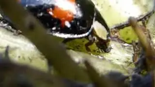 Harlequin ladybird - Harmonia axyridis -  Devouring aphids -  Mar&iacute;uh&aelig;na - Bla&eth;l&yacute;s - Skord&yacute;r