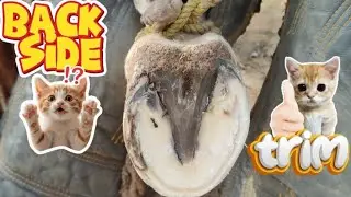 Обрезка копыт и уход за лошадью &ndash; залог долгой жизни, вау! 😲 #лошадь #животные