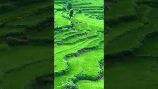 🌧️ Green fields, fresh rains, and the melody of monsoon 🌾✨ #greenery #crop_production #cropfields