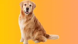 Golden Retrievers: Cherished Companions and Joyful Friends