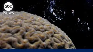 How a coral 'baby boom' will help fortify reef system off Florida coasts