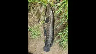 Snakehead Fishing in Philly 2022