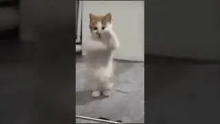 Vykz Kartel Ft Jahsyde - cat dancer
