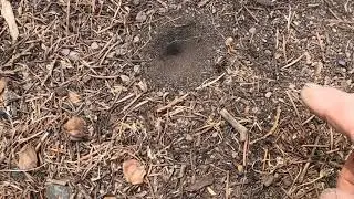 Metal detecting an old campground