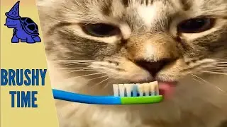 Top Brushing Good, Love Pets Moments - 11 | This Animals | | Animals Hilarious | Fluffy