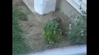Gregory Groundhog Moves In