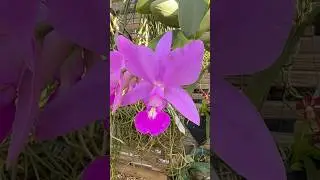 Cattleya Classic (violacea x walkeriana)