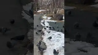 #cute #park #pigeon 🕊️#snow #walk #canada #shorts #youtubeshorts