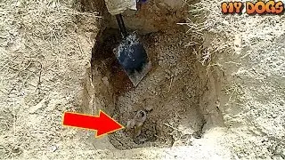 Rescue a Stray Dog Who Was Buried Alive Because She Was A Nuisance Becomes An Inspiration