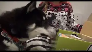 Geburtstagsbox für Hunde von Schecker - Unboxing 💙 | Hundebox Test | 🐺 Husky Goraidh 🐾