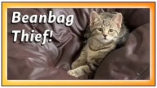Funny Animals - Watch as Kitten Wins the Beanbag Challenge