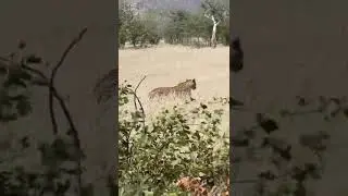 Male Leopard filmed on Ohorongo Private Game Reserve