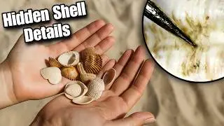 Microscopic Secrets of Ark Seashells You&rsquo;ve Never Seen